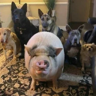 Sticker Piggy Time 🐷 by @lafagestckrs - 2