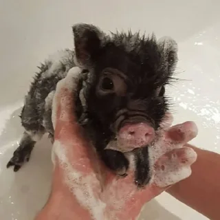 Sticker Piggy Time 🐷 by @lafagestckrs - 9