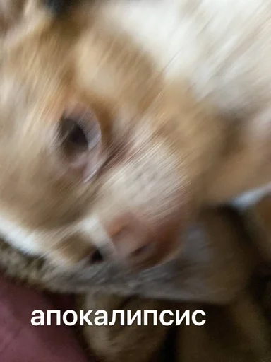 лакуша который кукуша :: @fStikBot - 