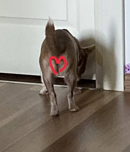 Стикер лакуша который кукуша :: @fStikBot - 8