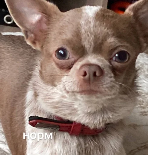 Стикер лакуша который кукуша :: @fStikBot - 6