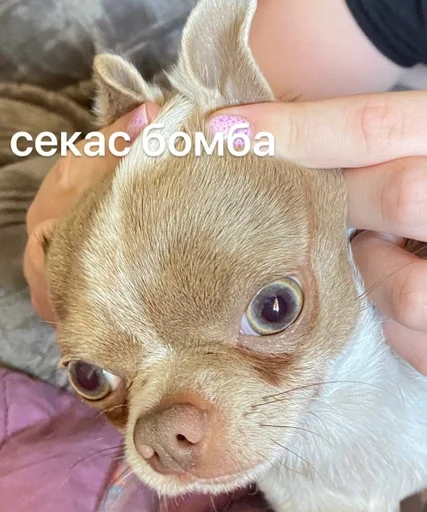 Стикер лакуша который кукуша :: @fStikBot - 5