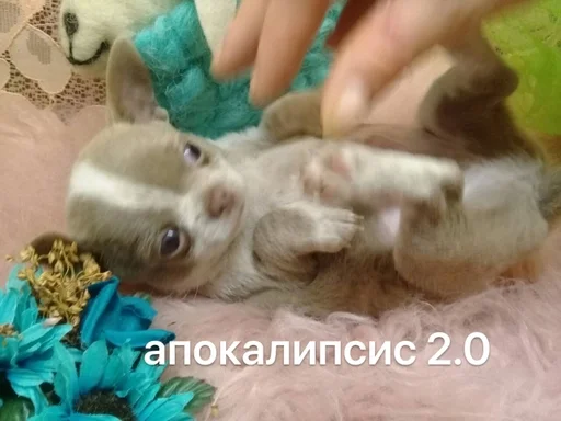 Стикер лакуша который кукуша :: @fStikBot - 4