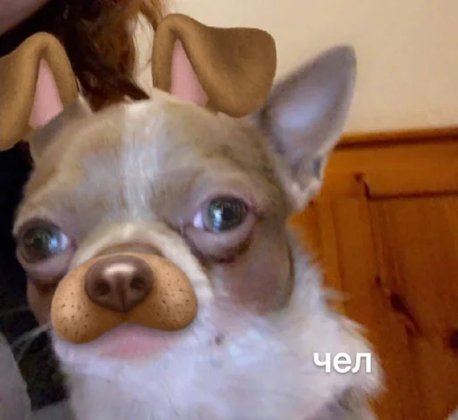 Стикер лакуша который кукуша :: @fStikBot - 2