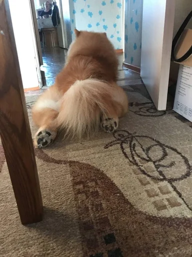 Sticker песик :: @fStikBot - 10