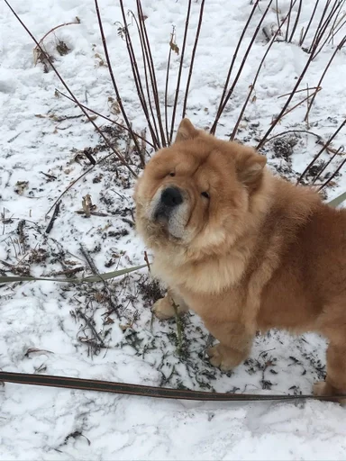 Sticker песик :: @fStikBot - 9