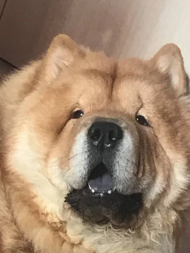 Sticker песик :: @fStikBot - 8