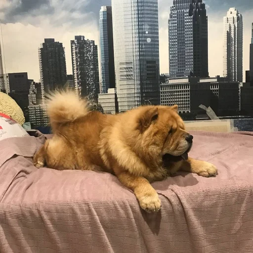 Sticker песик :: @fStikBot - 6