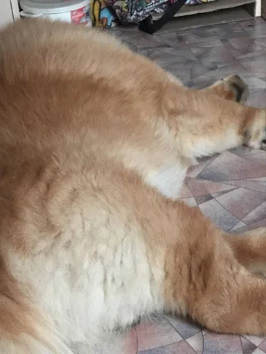 Sticker песик :: @fStikBot - 5