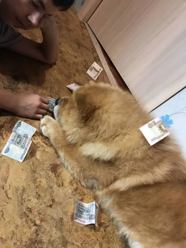 Sticker песик :: @fStikBot - 4