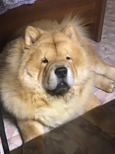 Sticker песик :: @fStikBot - 3