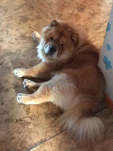 песик :: @fStikBot - 