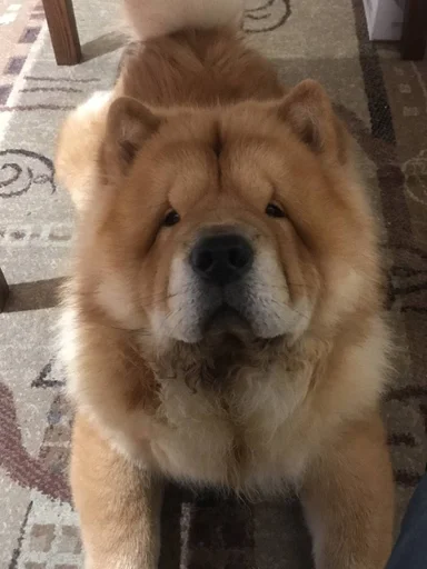 Sticker песик :: @fStikBot - 2