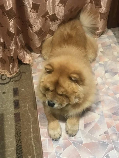 Sticker песик :: @fStikBot - 1