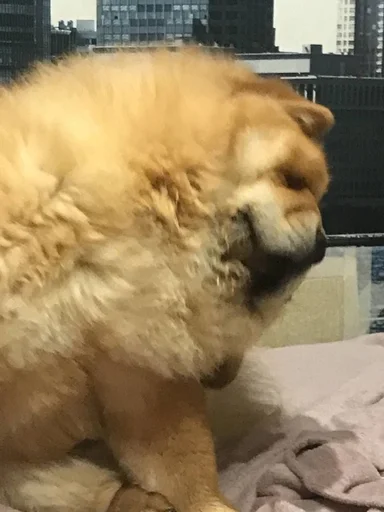 Sticker песик :: @fStikBot - 0