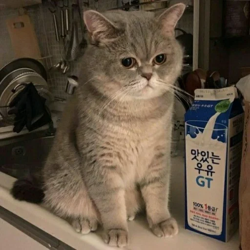 small to medium-sized cats indoor felidae