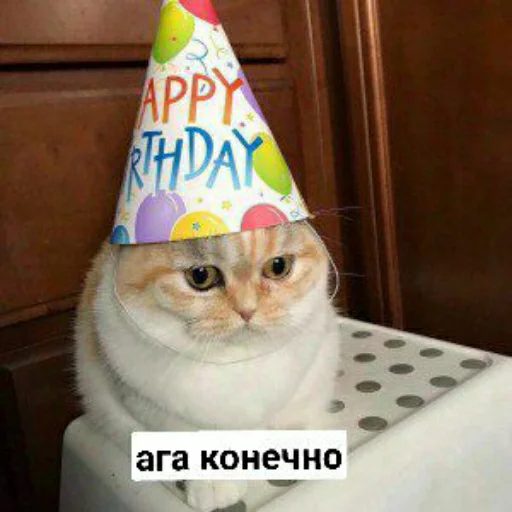 cat party hat animal