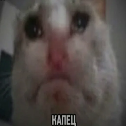 mammal animal domestic cat