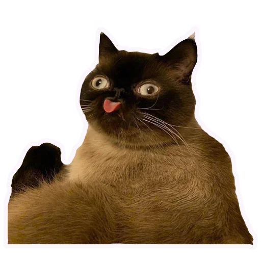 lapachka_stikerpack - животное