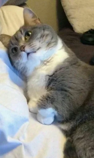 Стикер Лапка - 8