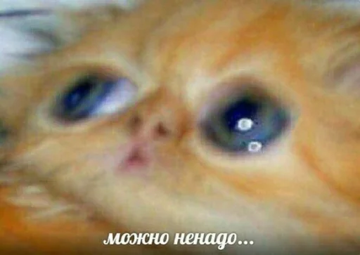 Стикер Лапка - 0