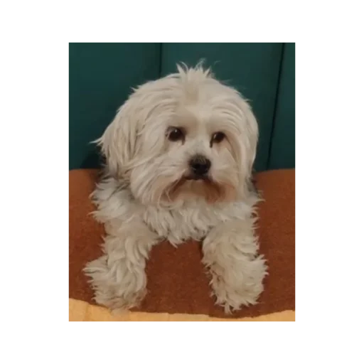 Sticker larisaipahan - 1