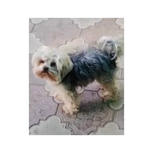 Sticker larisaipahan - 1