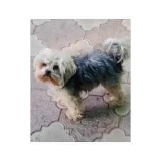 Стикер Лариса и Пахан - 11