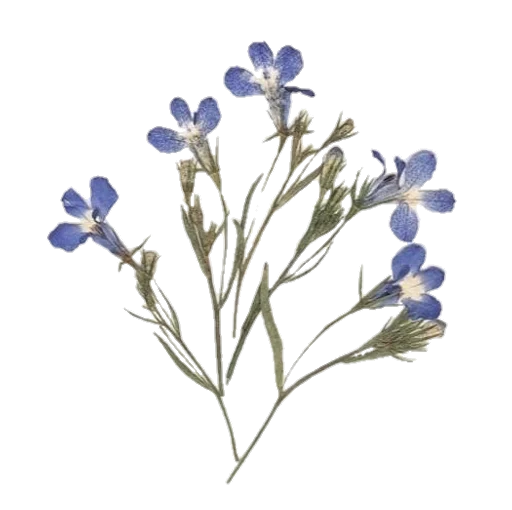 растение цветок