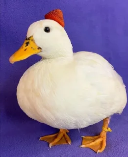 Стикер Le Ducc - 2