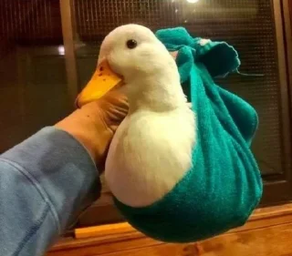 Стикер Le Ducc - 6