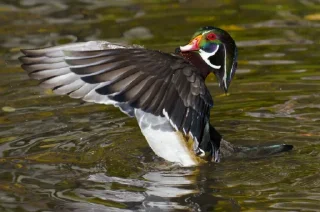 Стикер Le Ducc - 0