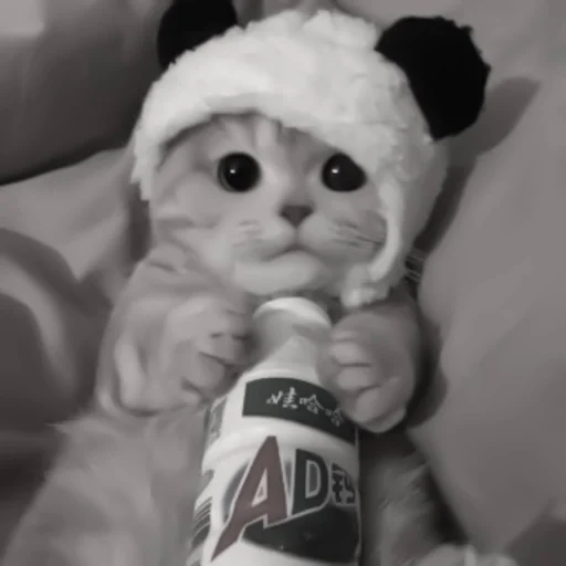 Sticker :: котики - @leehelp - 11