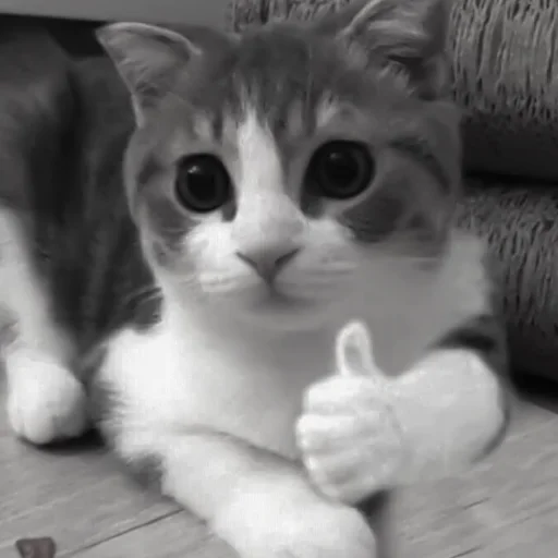 Sticker :: котики - @leehelp - 10