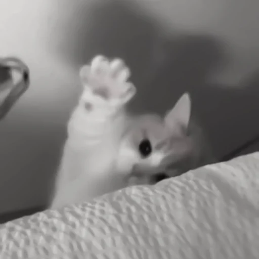 Sticker :: котики - @leehelp - 9