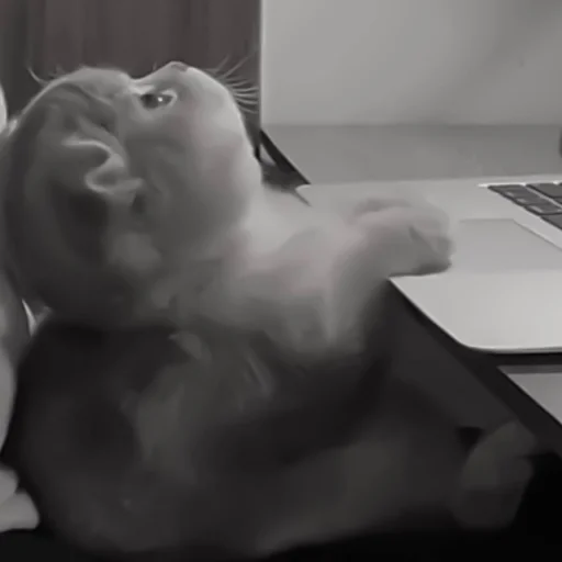 Sticker :: котики - @leehelp - 8