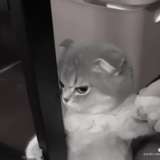 Sticker :: котики - @leehelp - 7