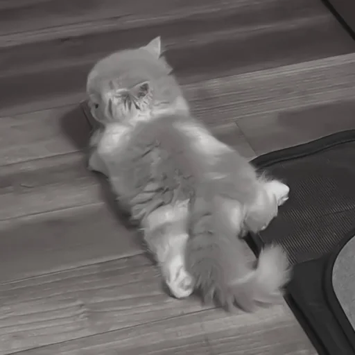 Sticker :: котики - @leehelp - 6