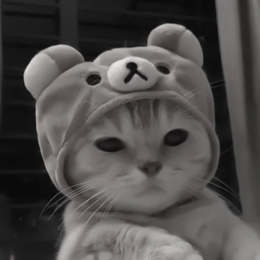 Sticker :: котики - @leehelp - 5