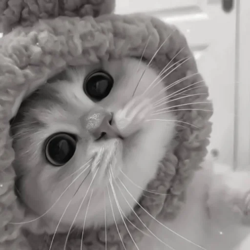 Sticker :: котики - @leehelp - 4