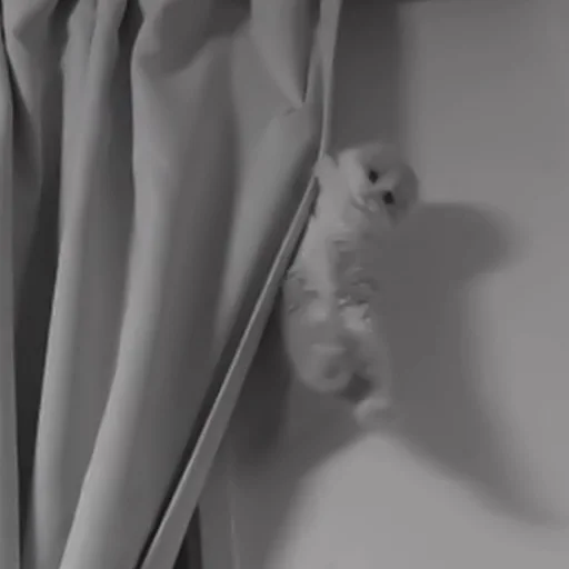 Sticker :: котики - @leehelp - 3