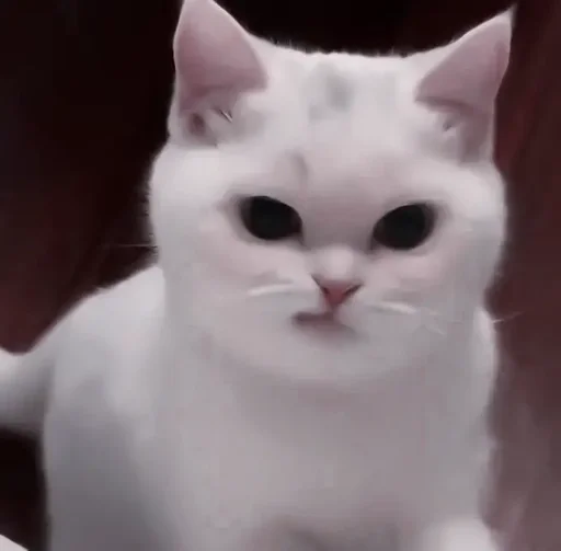 животное млекопитающее кошка