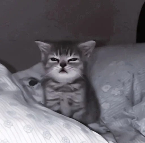 кошка домашняя кошка кошки малого и среднего размера