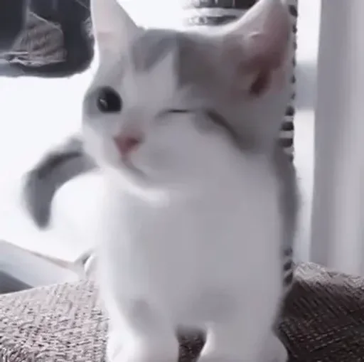 млекопитающее кошка животное