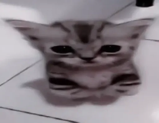 кошка кошки малого и среднего размера домашняя кошка