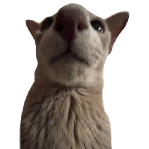 Стикер lemmlem - 5