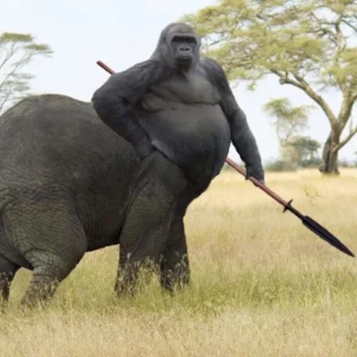 animal mammal outdoor