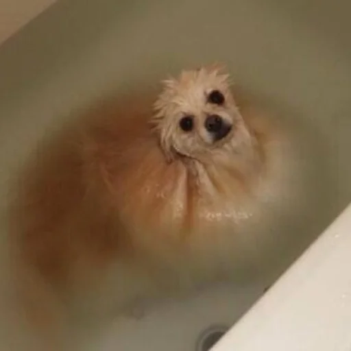 pet bathtub indoor