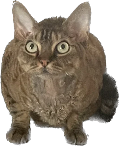 Sticker lemonchella - 1