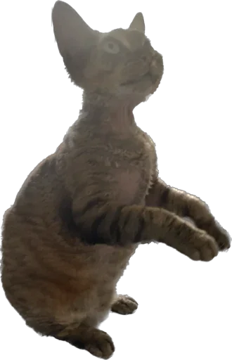 Sticker lemonchella - 1